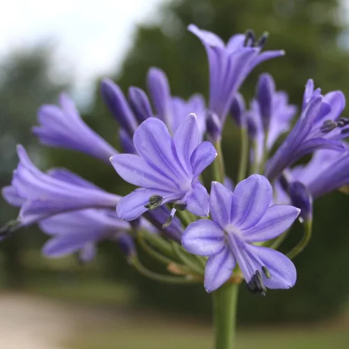 Un indispensable au jardin：Agapanthe (tubéreuse) à fleurs bleues - Le pot de 2 litres