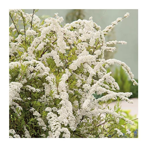 À adopter au jardin：Spirée - pot 3 L