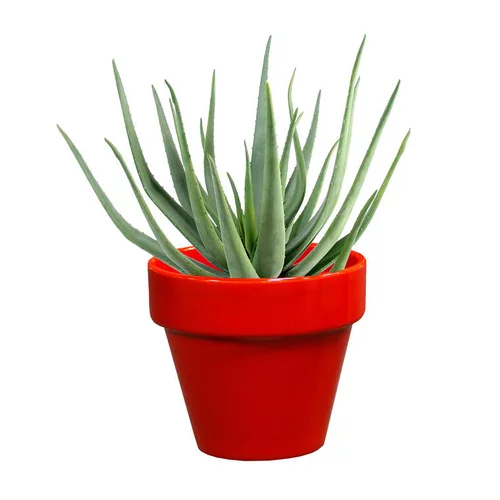 Solution extérieure：Pot horticole en terre cuite émaillée Rouge - D10 x H8.5