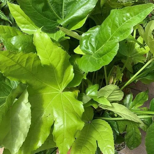 Pour plus de confort à l’extérieur：Fatsia Japonica 80/100. Le pot de 15 litres