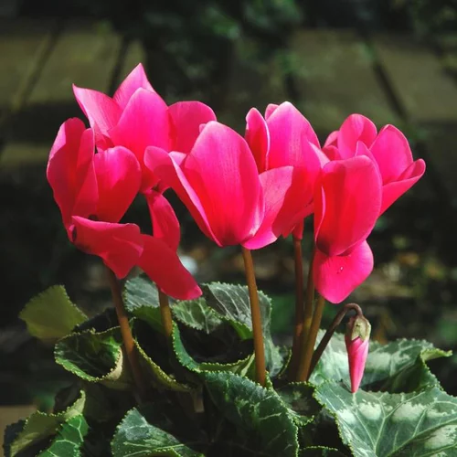 Sélection extérieure:Mini Cyclamen - Le pot de 10.5 cm