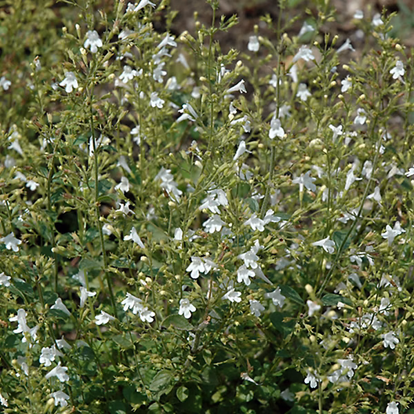 6 x Petit calament 'White Cloud – Calamintha nepeta 'White Cloud', godet 9cm x 9cm