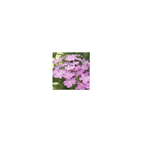 Pratique extérieur:Verbena Tapissante Lilas - Le pot de 9 x 9 cm