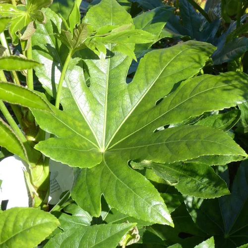 Jardin tout terrain：Fatsia Japonica - Le pot de 13 cm
