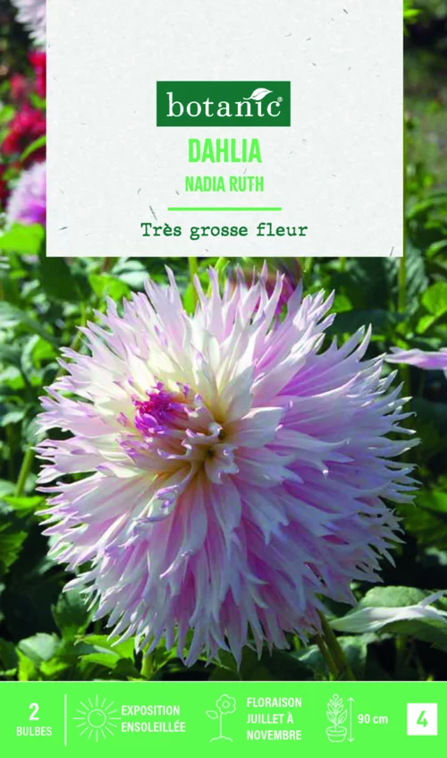 Essentiel pratique：Bulbes de fleurs Dahlia Fimbriata Nadia Ruth botanic® - 2 bulbes