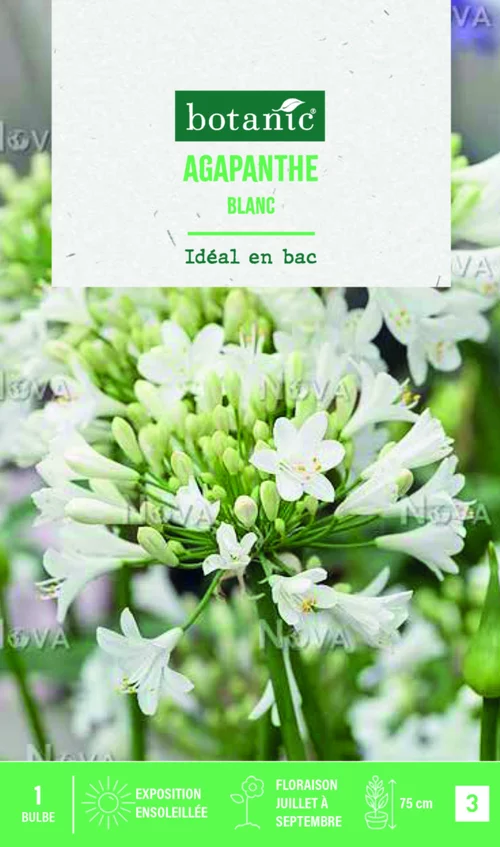 La solution pour votre jardin:Bulbe de fleurs Agapanthe blanc botanic® - 1 bulbe