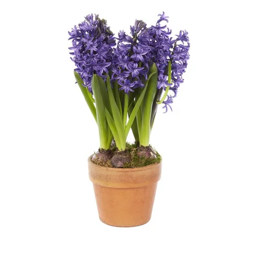 Pour la maison et l’extérieur:Jacinthes x3 pot terre cuite