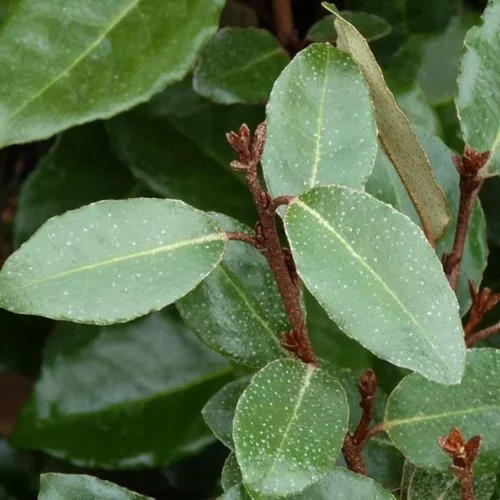 Jardin à adopter：Elaeagnus Ebbingei (Chalef de Ebbing) 80/100 en pot de 10 L argent