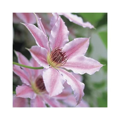 Pour donner du style au jardin:CLEMATITE NELLY MOSER. Le pot de 3 litres