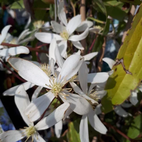 Extérieur plaisir：CLEMATITE ARMANDII. Le pot de 10 litres