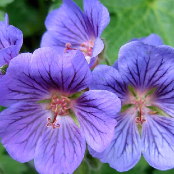 6 x Géranium vivace 'Blue Blood' | Geranium 'Blue Blood' – godet 9cm x 9cm