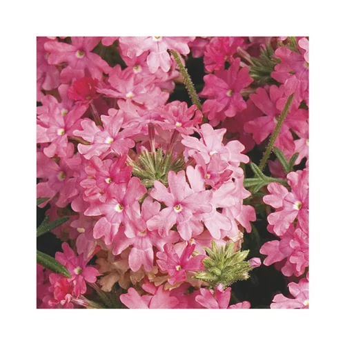 Nature au jardin:Verveine retombante saumon - Le pack de 6 plants