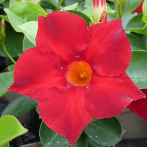 L’allié du jardin：Dipladenia Sundaville Boule Gm - Le pot de 33 cm