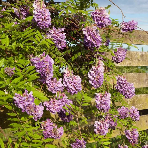 Pour valoriser vos extérieurs:Glycine FRUTESCENS AMETHYST FALLS®. Le pot de 4 litres