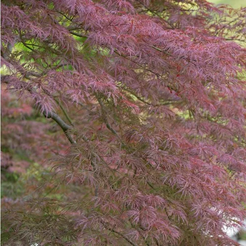 Facile au jardin:Érable du Japon Dissectum Garnet rouge. Le pot de 10 litres, forme ¼ tige