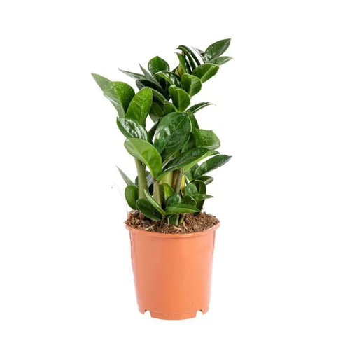 Pour vos projets:Zamioculcas Zenzi pot Ø14xH40 cm