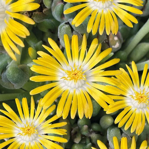 Jardin et déco:Delosperma 'Lido' Jaune A Coeur Blanc - Le pot de 9x9 cm