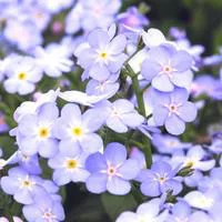 Au service de vos extérieurs:Myosotis - Le pot de 10.5 cm