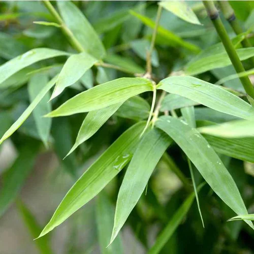 Jardin & confort:Bambou semiarundinaria makinoi vert pot de 15L