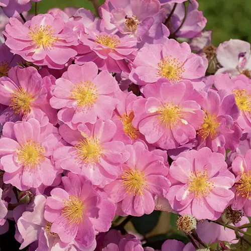Déco au jardin：Rosier LAVENDER DREAM® ‘Interlav’ violet. Le pot de 7L