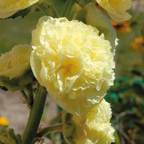 Inspiration jardin：Rose Trémière jaune - Le pot de 9 x 9 cm