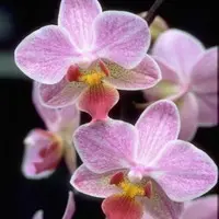 Une touche extérieure:Orchidée Phalaénopsis Optifriend 2 branches. Le pot de Ø 7 x H 20 cm