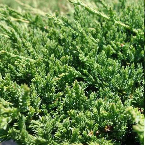 Une sélection pensée pour l’extérieur：Conifères Variés en pot de 5 L vert