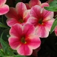 Déco pour le jardin:Calibrachoa - Le pot de 1 litre