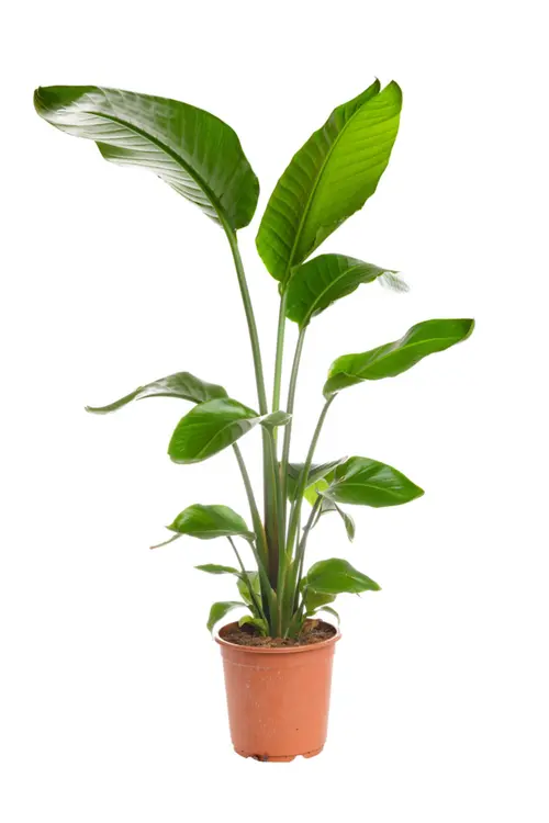 Pour votre projet:Oiseau de paradis vert. Le pot Ø 23 cm