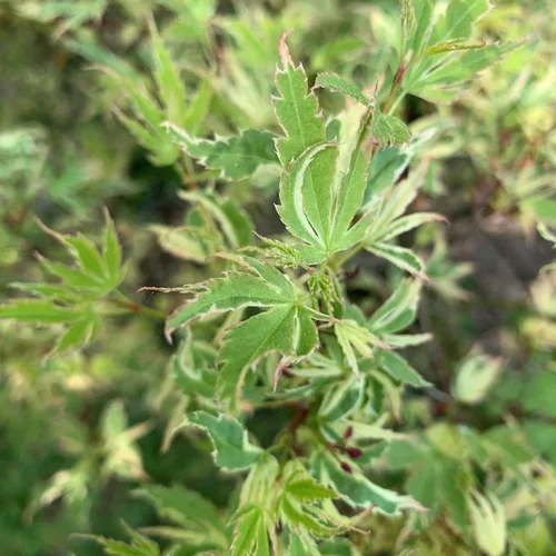 Une solution pour l’extérieur：Erable du Japon (Acer Palmatum) Butterfly 150/175. Le pot de 30 litres