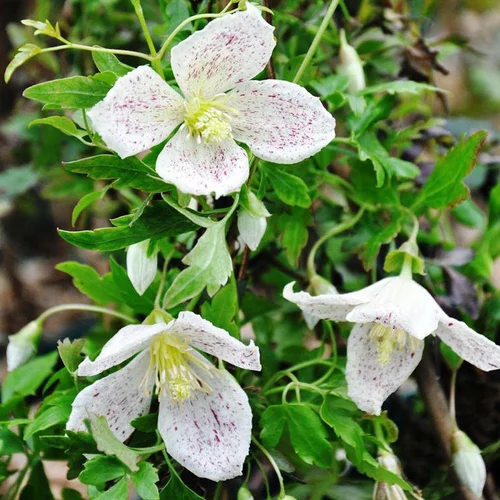 Pour tous vos besoins extérieurs：CLEMATITE CIRRHOSA WINTER PARASOL. Le pot de 4 litres