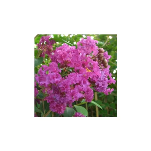 Solution utile：LAGERSTROEMIA INDICA CHARMS ® VIOLET D'ETE ®.Le pot de 3L