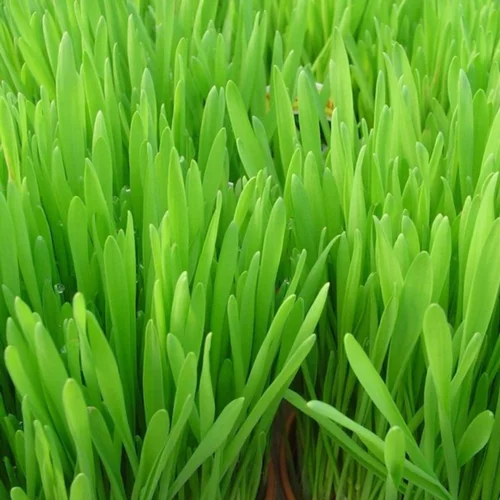 Jardin service:Herbe A Chat Bio. La barquette
