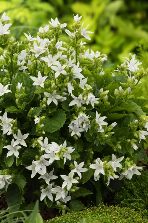 Univers végétal：Campanule ‘E. H. Frost’ - Le pot de 2 litres