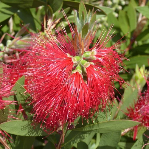 Pour vos projets jardin:Callistemon Laevis – Pot déco de 6L