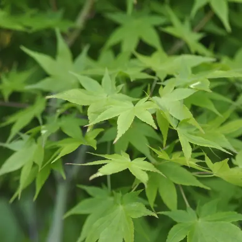 Pour vos jardins:Erable du Japon (ACER PALMATUM AUREUM ) Le pot de 80 litres