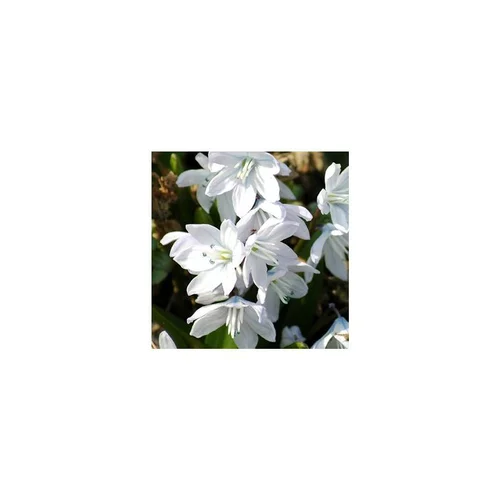 Les incontournables du jardin:Scilla Tubergeniana - Le pot de 10,5 cm