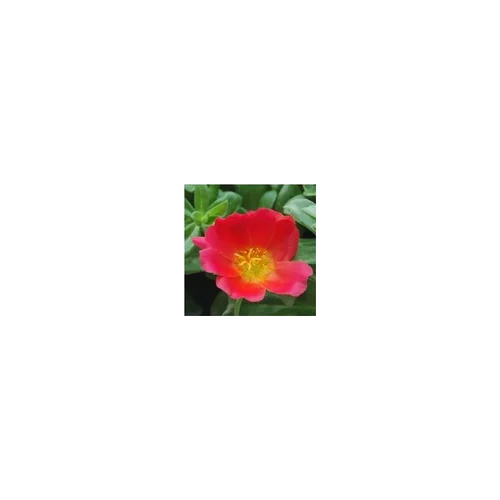 Confort jardin：Pourpier à fleurs simples - La jardinière de 25 cm