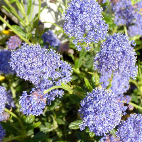 Bien pour le jardin：Céanothe rampant - Le pot de 2,5 litres