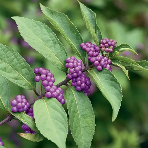 Nature au jardin:Arbuste aux bonbons ‘Issai’ violet. Le pot de 7L