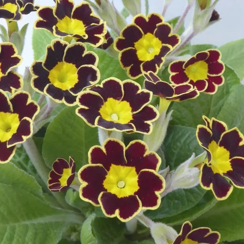 Jardin durable:Primevère Oakleaf Yellow Picotee - Le pot de 2 litres