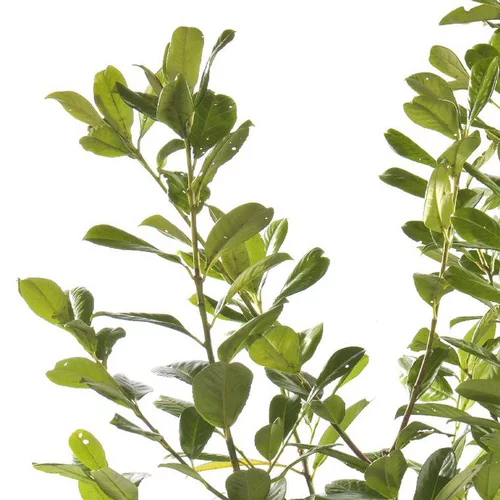 Vie au jardin：Prunus Laurocerasus Rotundifolia (laurier cerise) en pot de 7 L vert