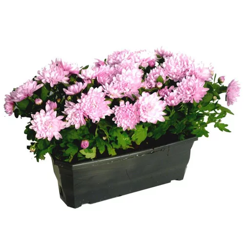 Pour organiser vos extérieurs:Chrysanthème ou Marguerite d'automne. La jardinière de 50 cm