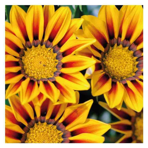 Vie au jardin：Gazania rouge flamme - Le pot de 9 x 9 cm