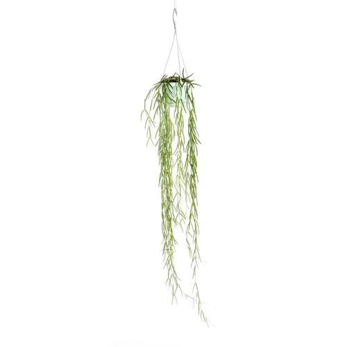 Moderne jardin:Hoya Linearis suspension Ø12xH80 cm