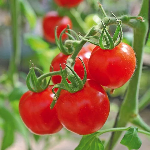 Jardin actuel:Tomate Cerise Sweet Baby bio. Le pot de 9 x 9 cm