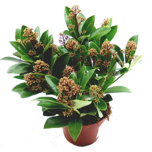 Malin pour le jardin:Skimmia rouge. Le pot de 1 litre