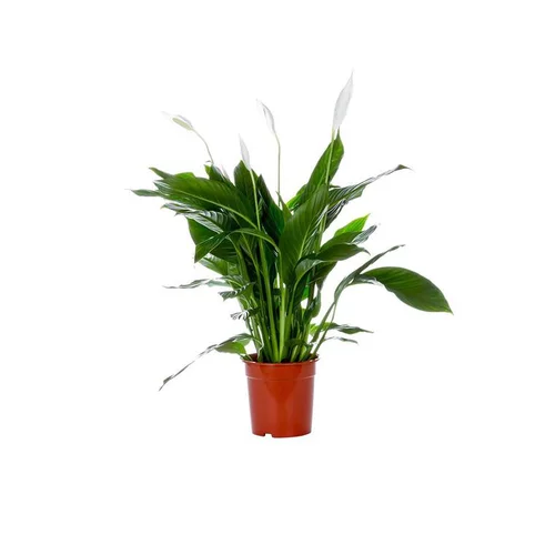 Univers végétal：Spathiphyllum Sweet Chico pot Ø17 cm