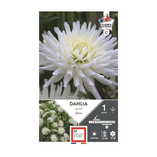 Une touche pratique au jardin：Dahlia cactus Orion blanc pur Ernest Turc - 1 bulbe