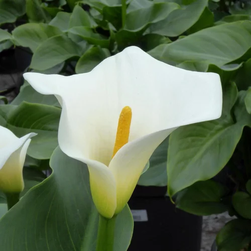 Pour vos besoins extérieurs：Arum D'Ethiopie. Le pot de 4 litres